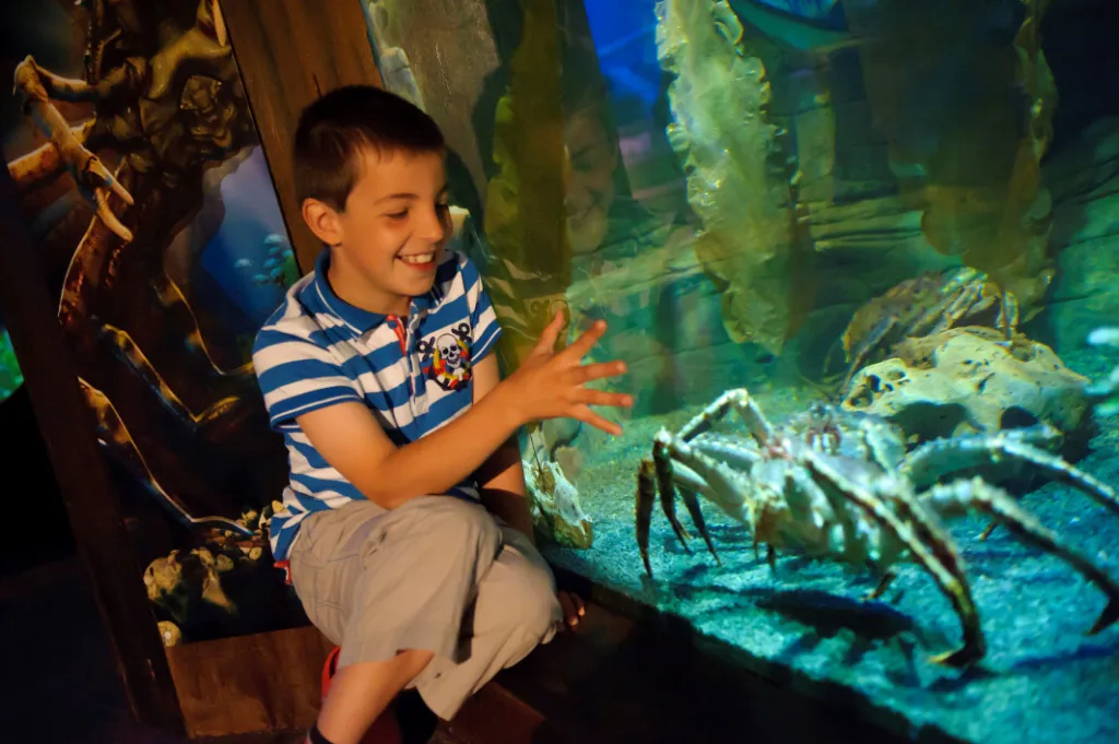 Crab at SEA LIFE Scarborough