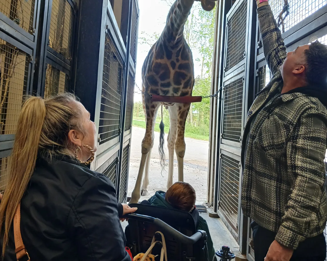 Romeo With Giraffes