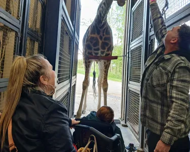 Romeo With Giraffes