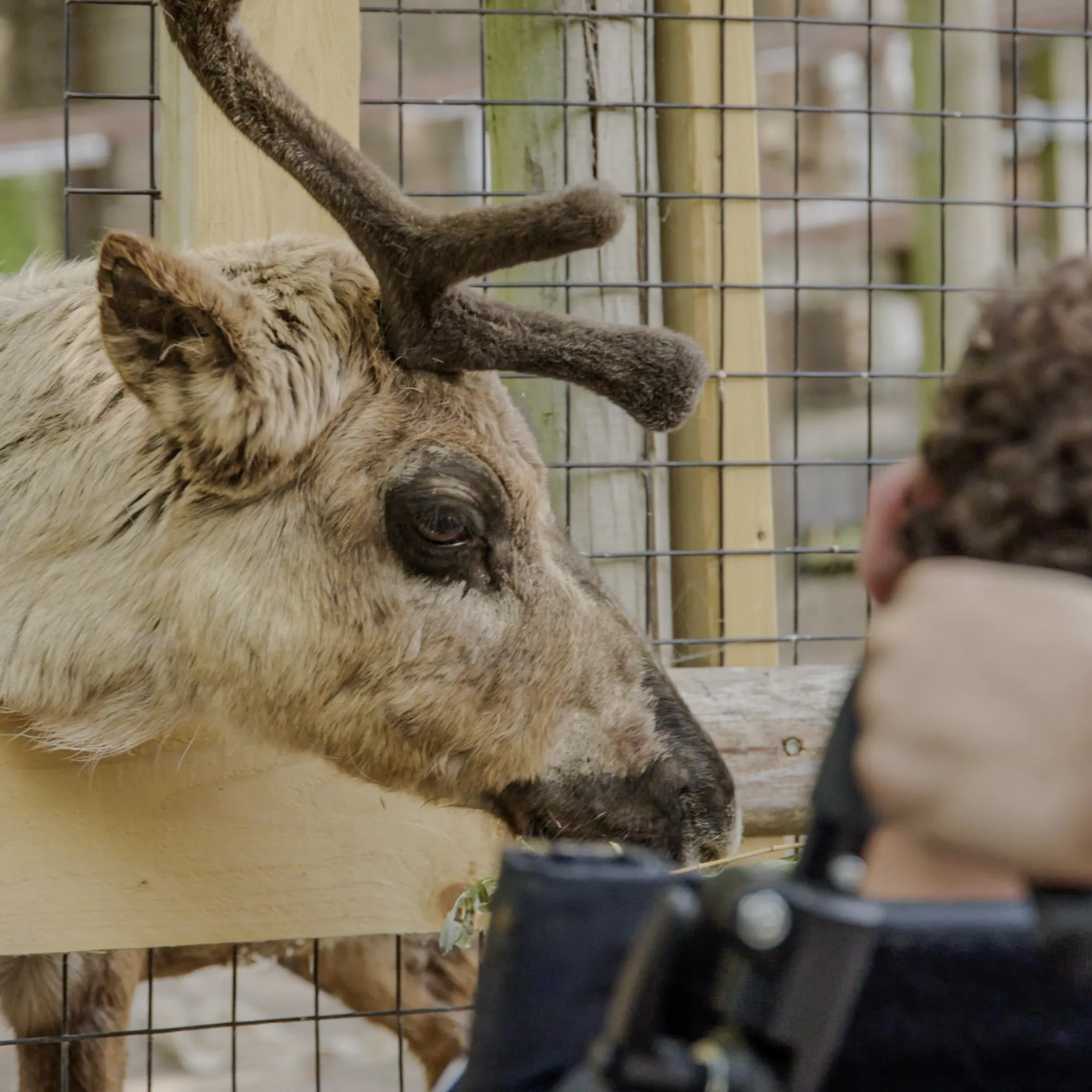Child in wheelchair looking at brown reindeer. 