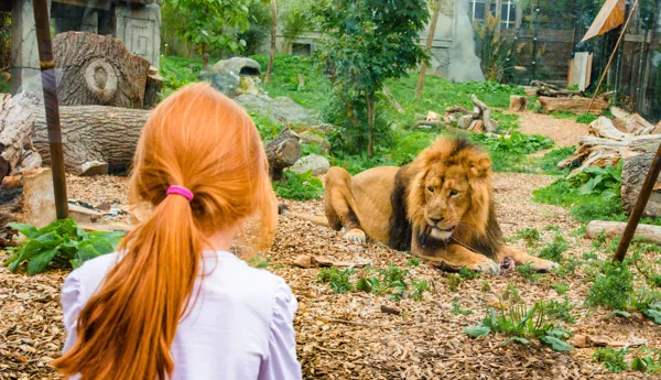 Kamal, An Asiatic Lion At Chessington World Of Adventures Resort